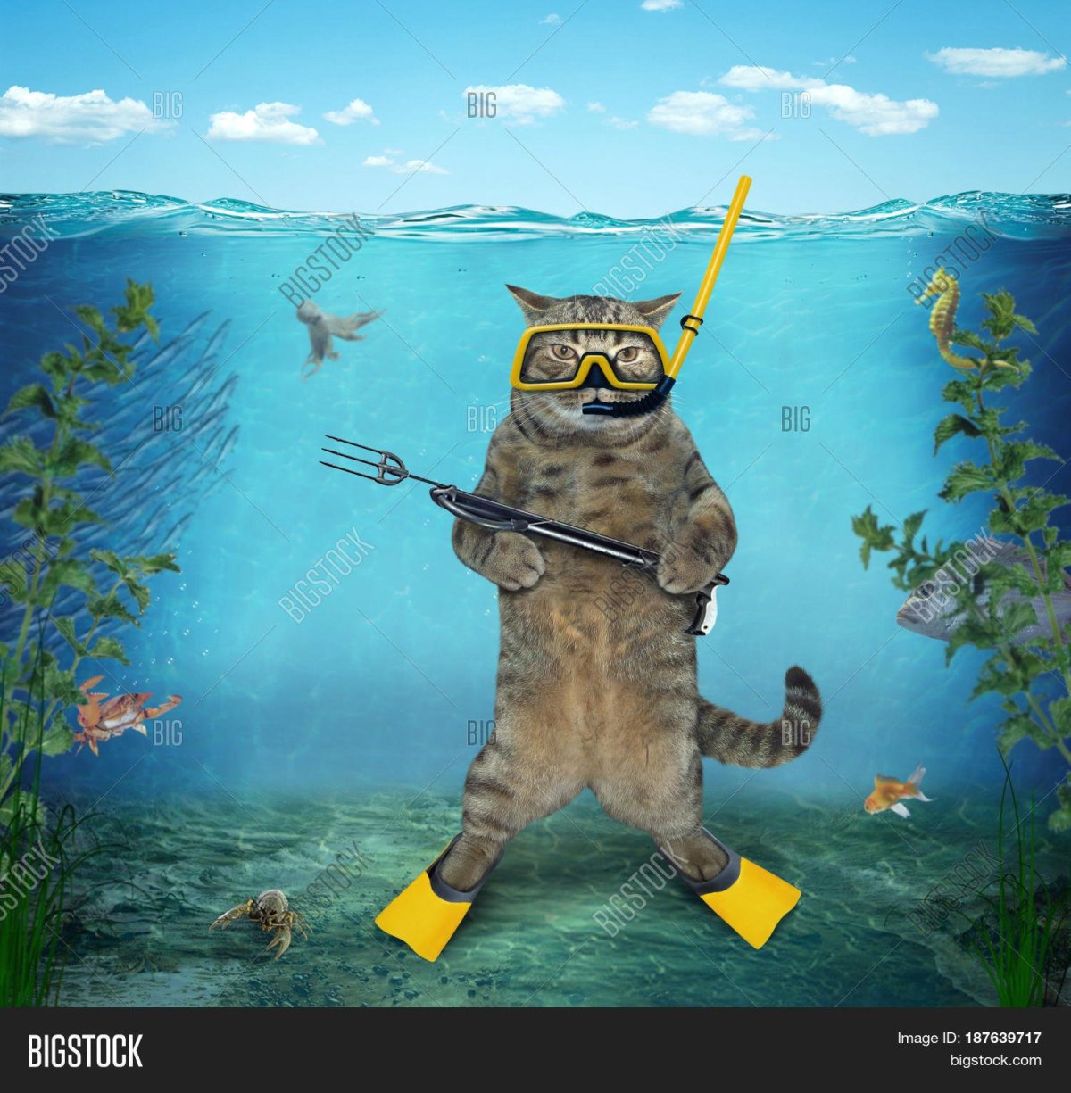 Кот водолаз