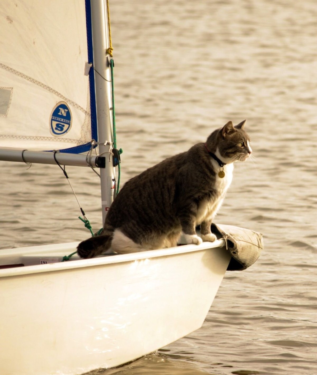 Кошка в лодке