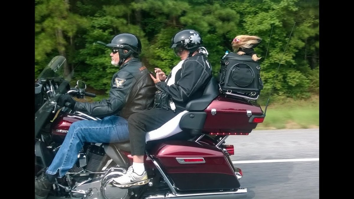 Картинки с мотоциклами прикольные