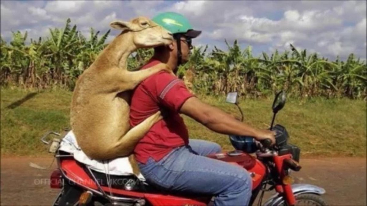 Животные на мотоцикле