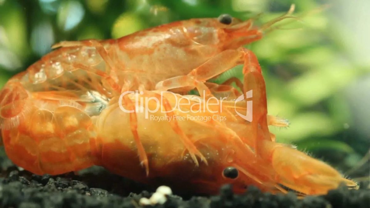 Спаривание креветок