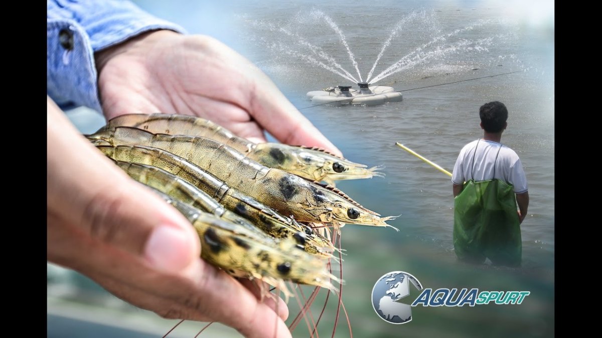 Креветочная ферма