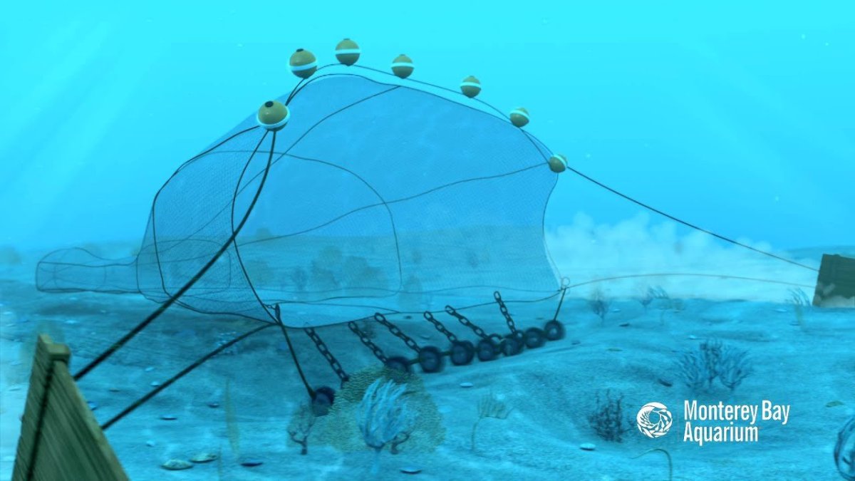 Донный трал