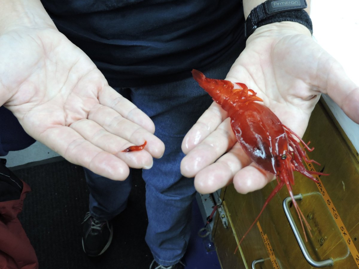 Глубоководный гигантизм кальмар