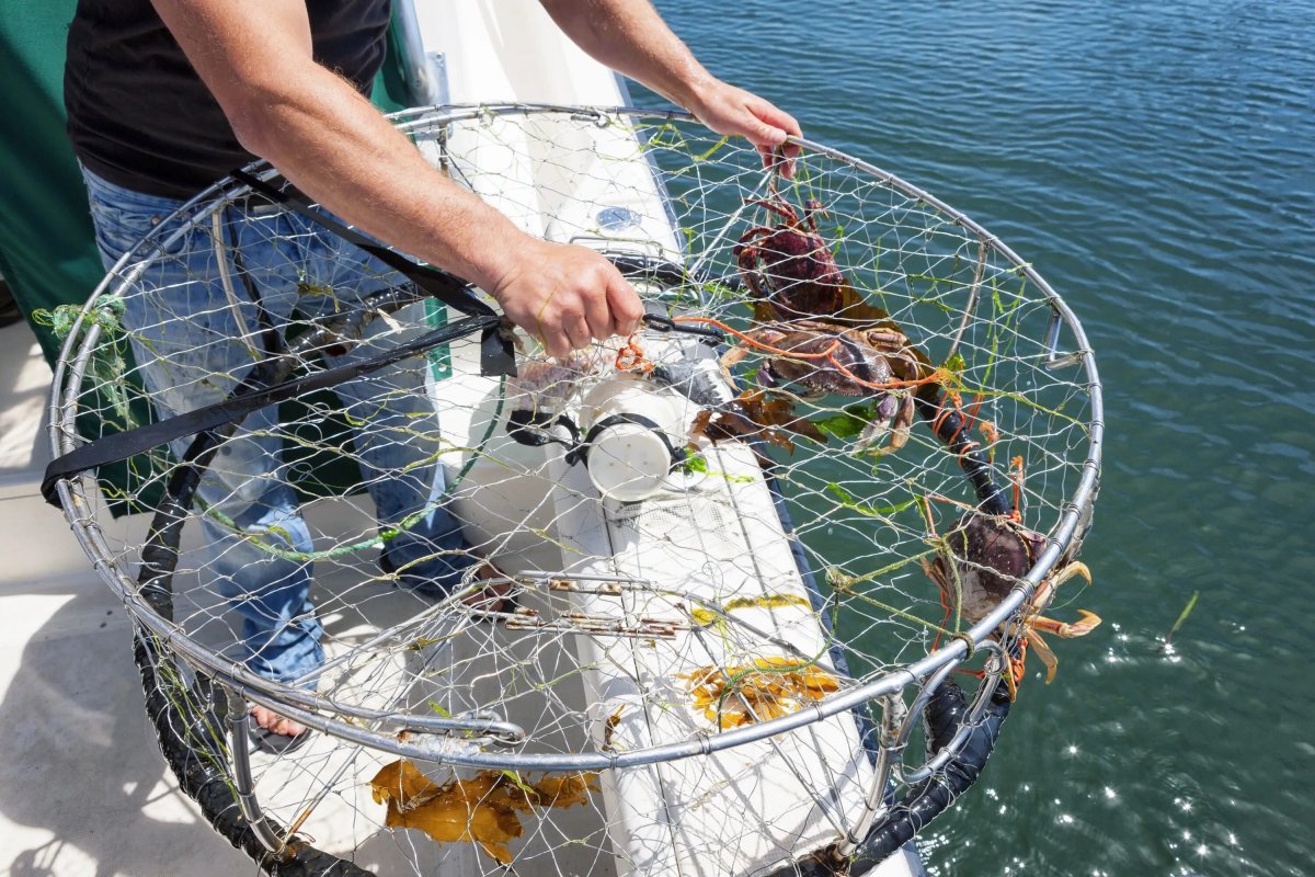 Краболовки Крабовая ЛОВУШКА