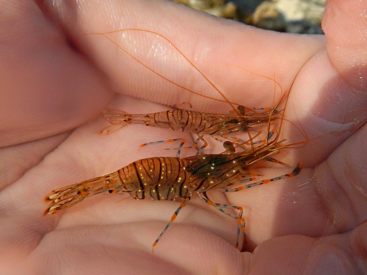 Креветка Живая Черноморская