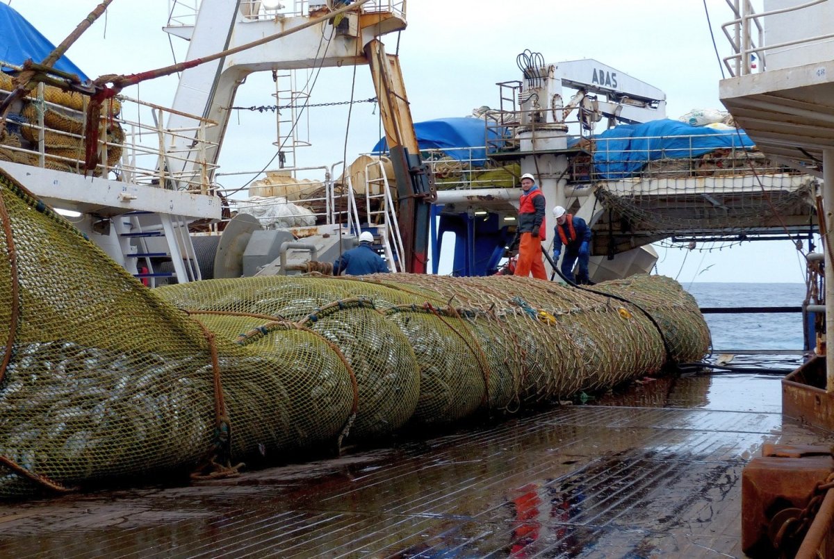 Промышленное рыболовство