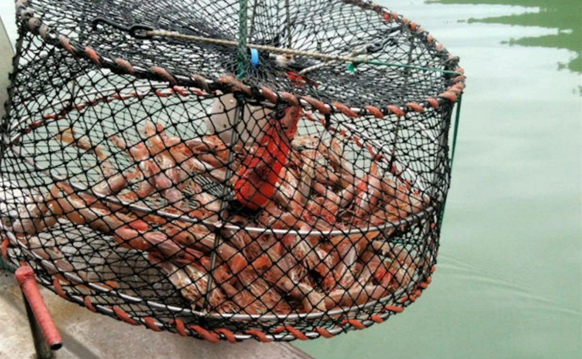 Вентерь рыболовный