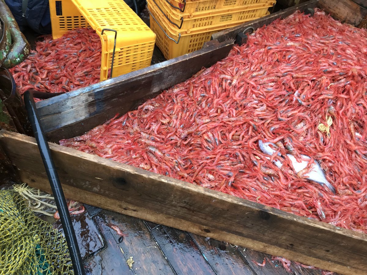 Приморская креветка