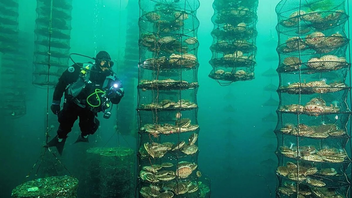 Марикультура и аквакультура