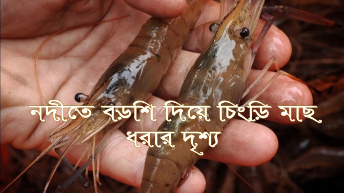 Креветка Макробрахиум Розенберга