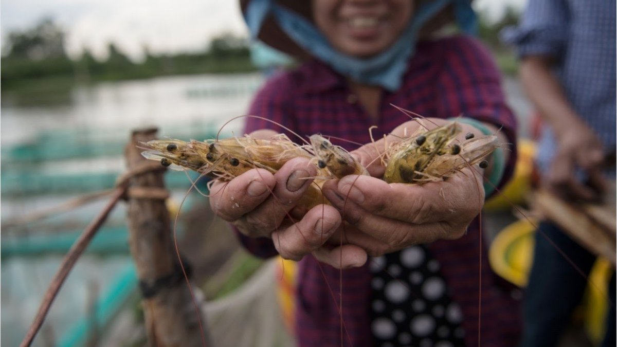 Ферма креветок в Тайланде