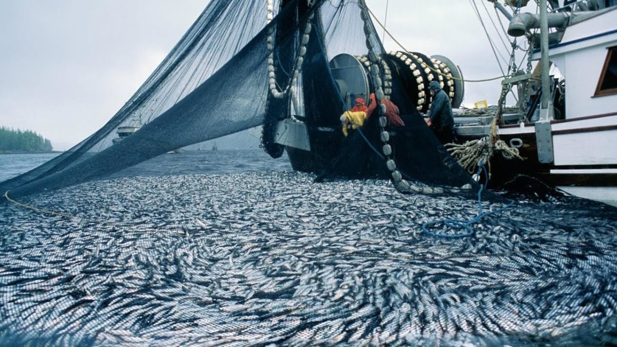 Траулер процессор норвежское море