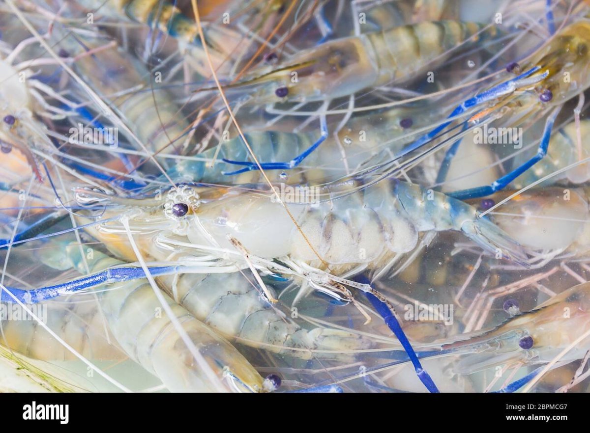 Креветка в речке