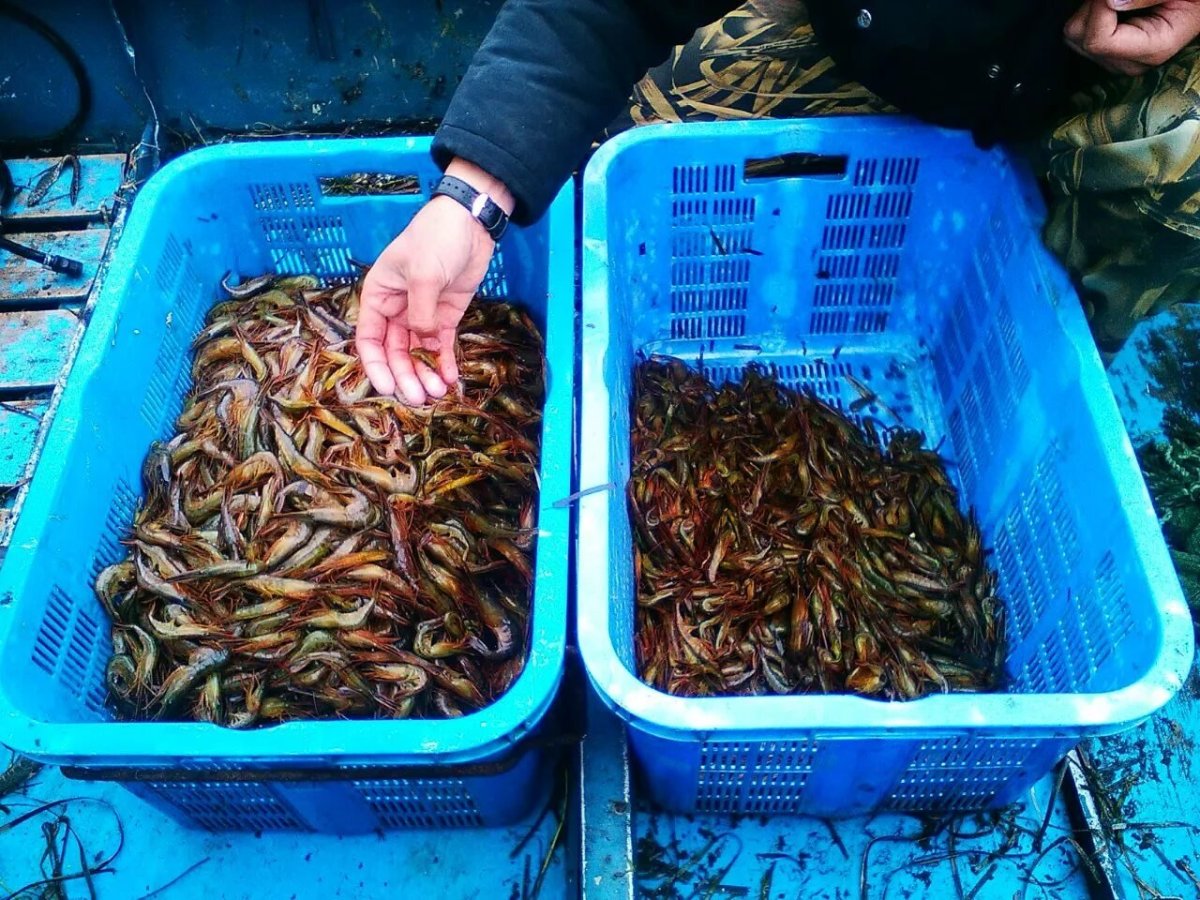 Сахалинская креветка Чилим