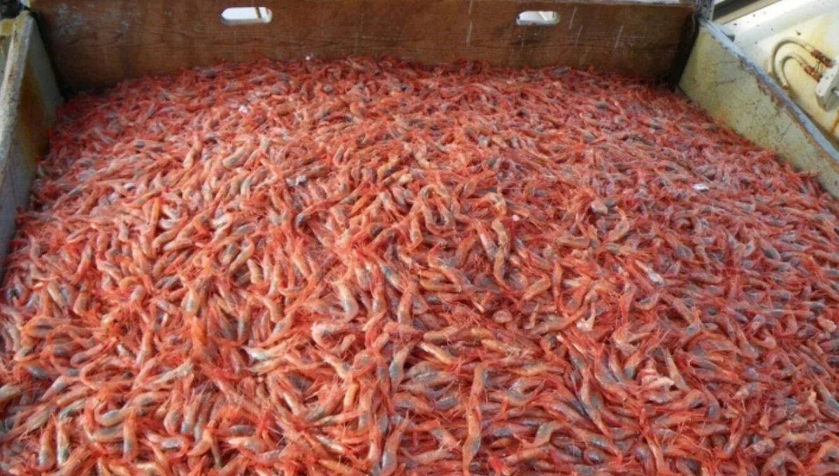 Креветка криль