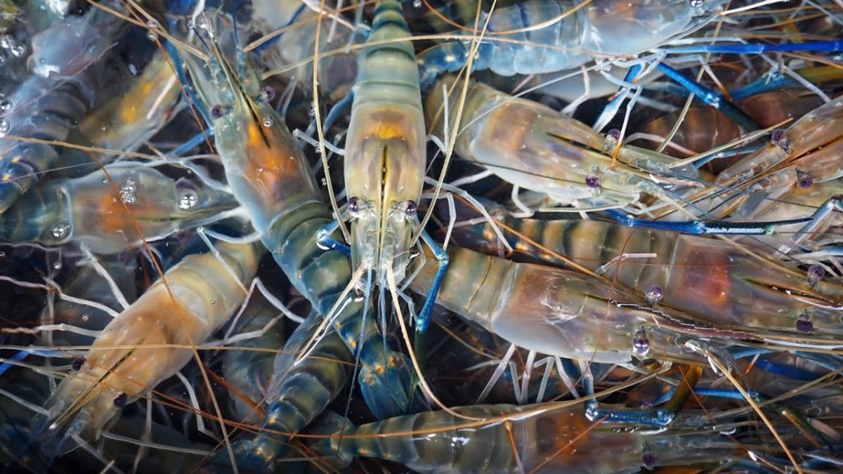 Речная креветка