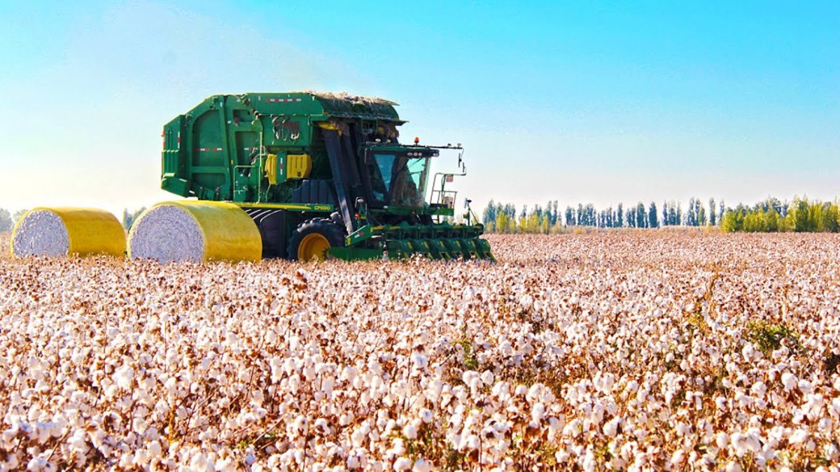 Сбор хлопка