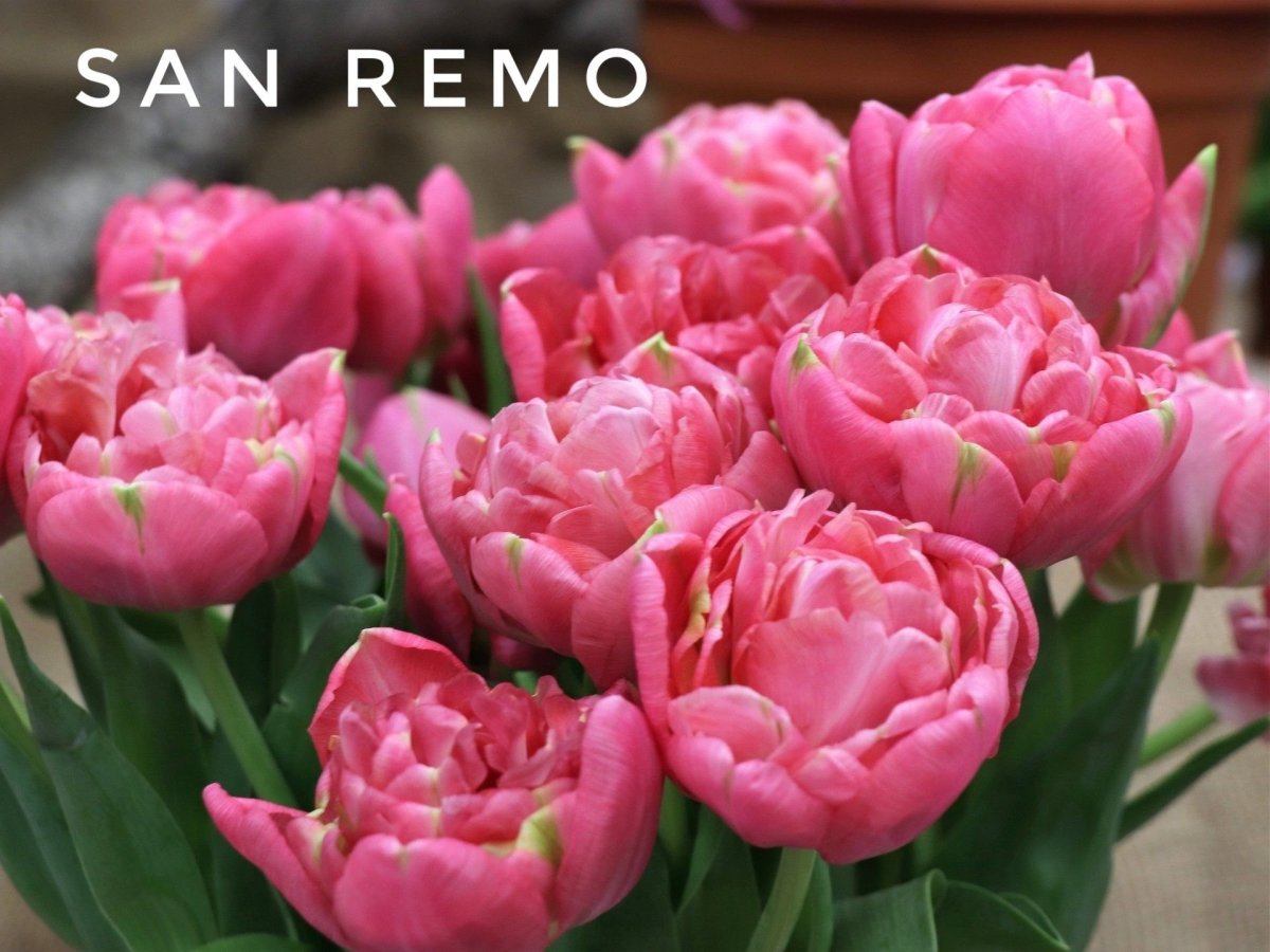 Aveyron тюльпан