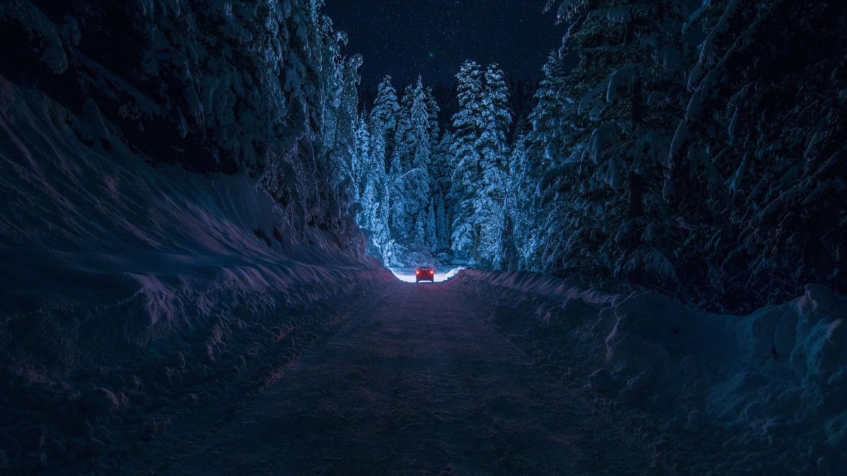 Снежный лес ночью