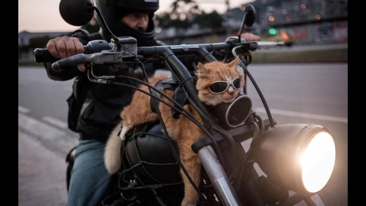 Кошка на мотоцикле