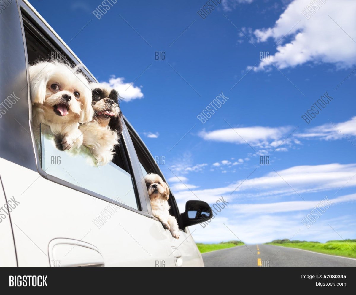 Собака путешествует