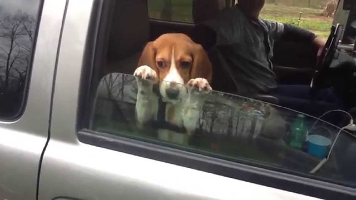 Пес в окне машины