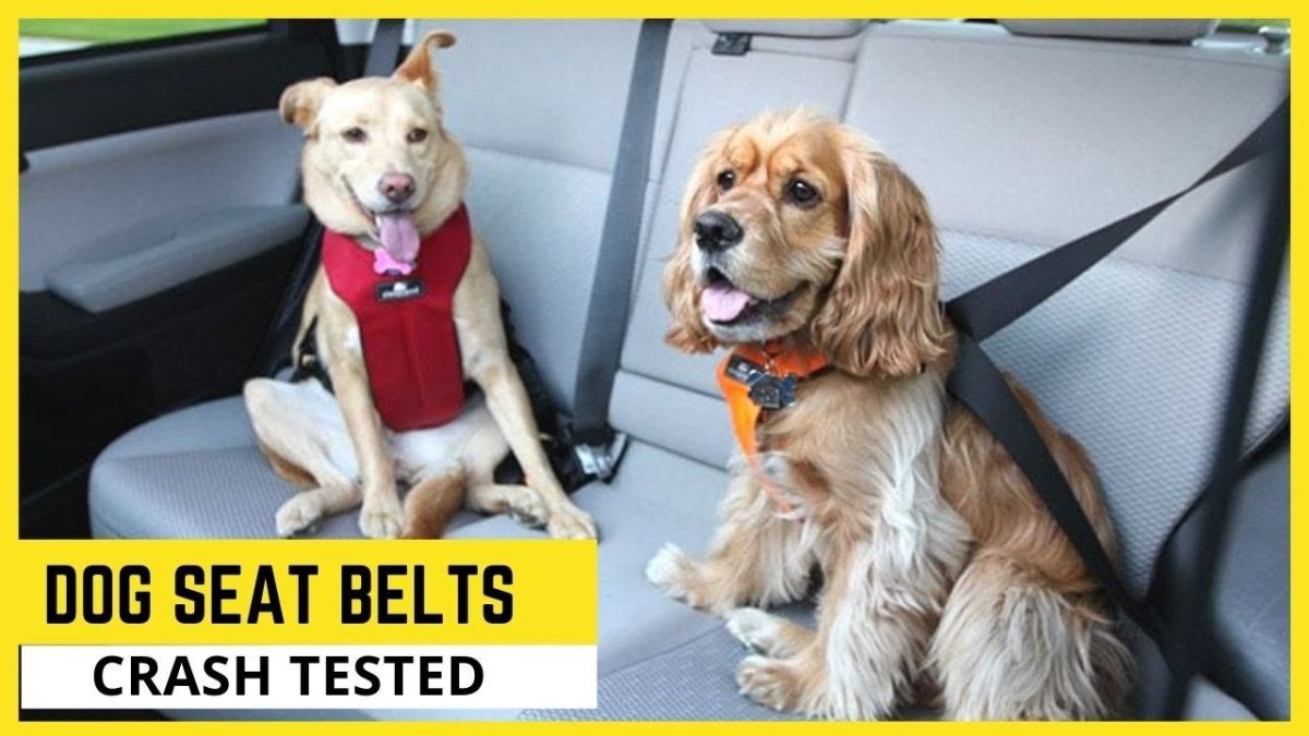 Автомобиль собака