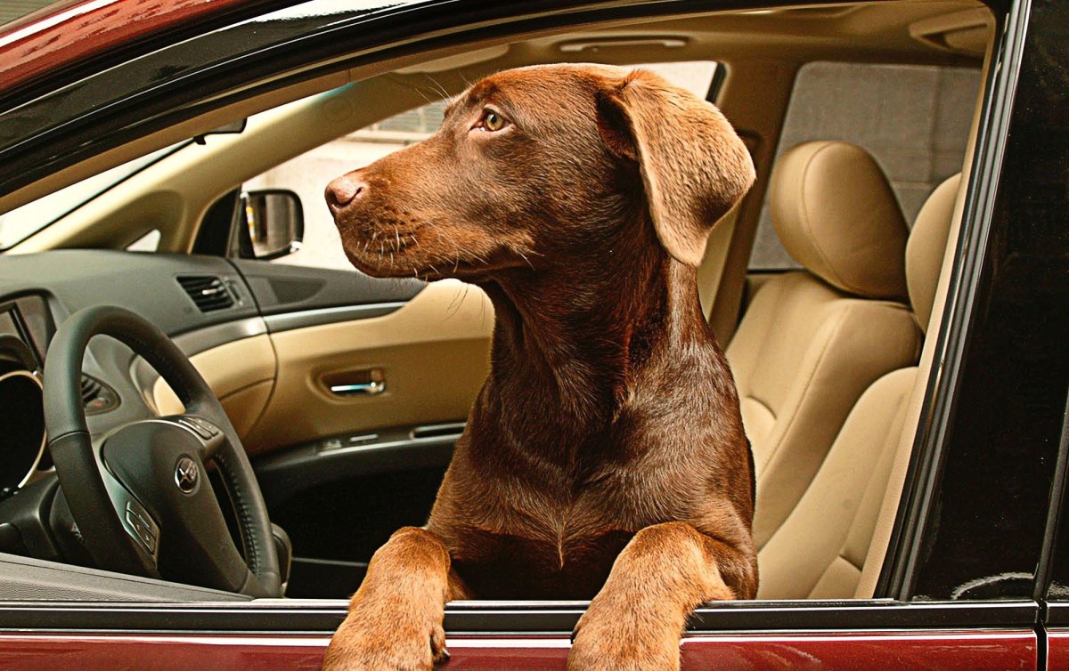 Собака из машины