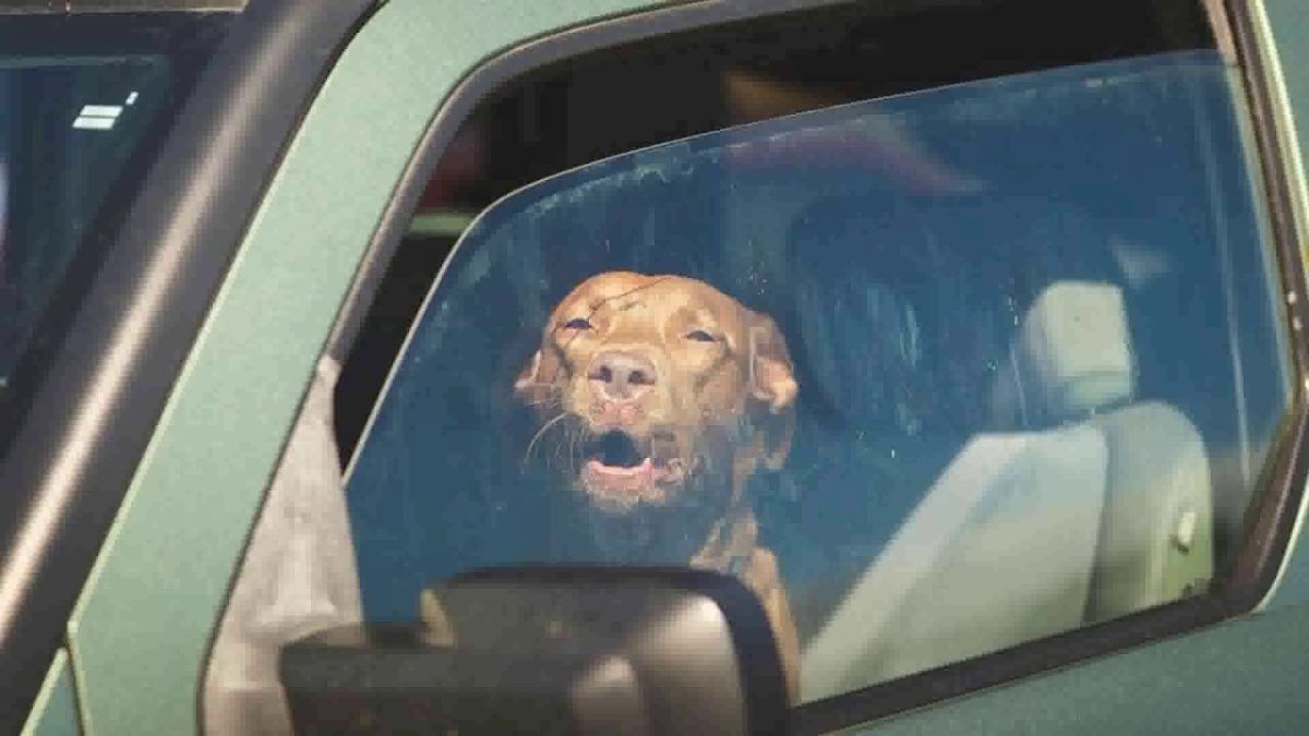 Собака в машине в жару