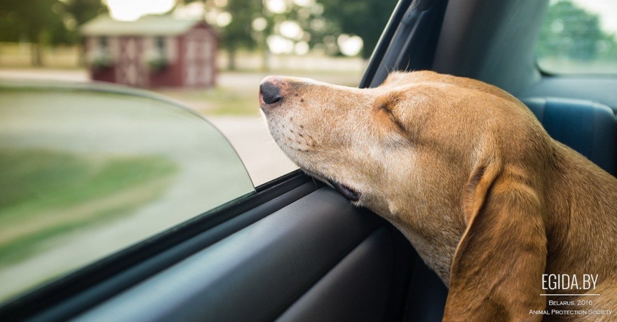 Окно автомобиля