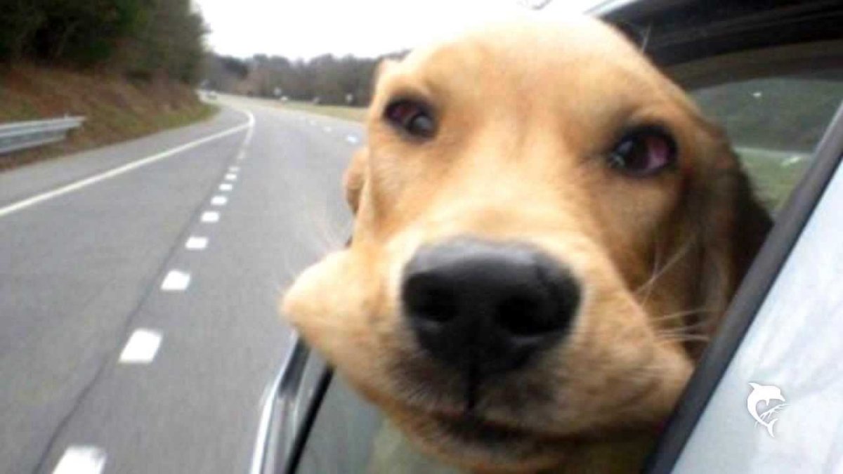 Веселая собака