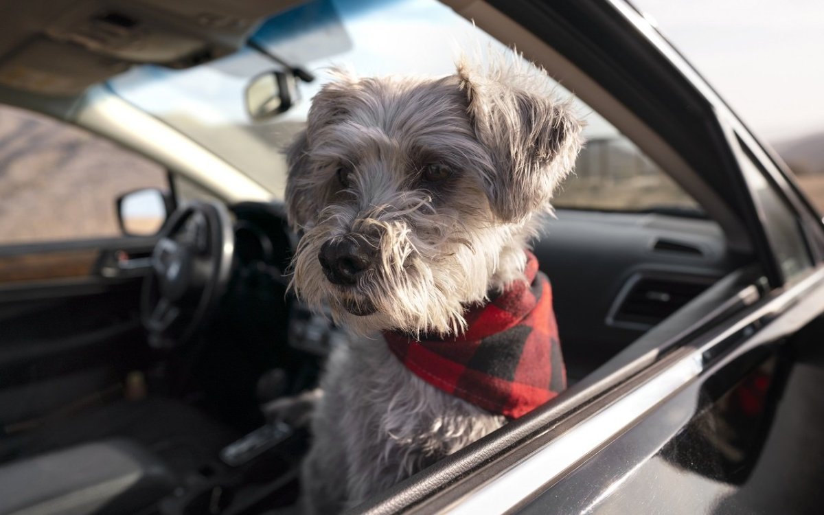 Собака рулит