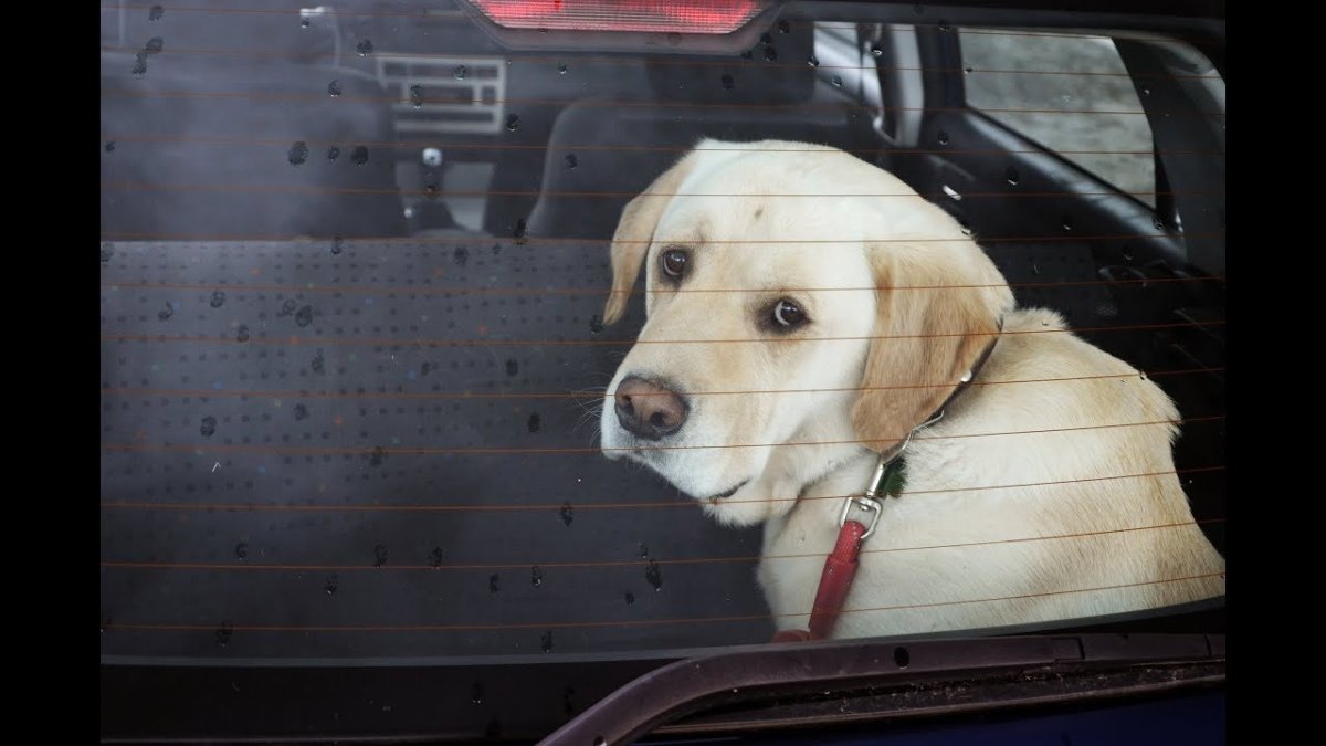 Собака в авто