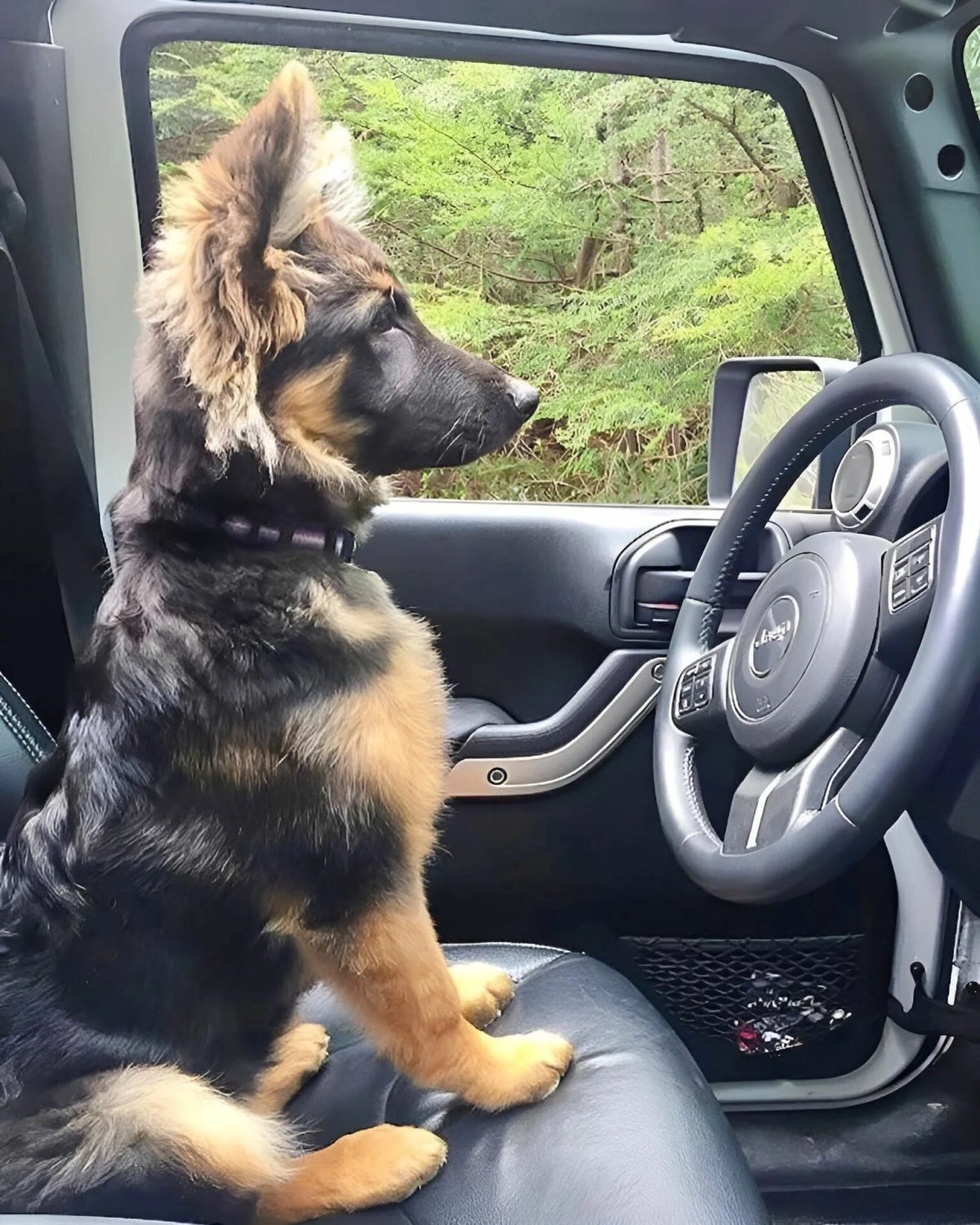 Немецкая овчарка и автомобили