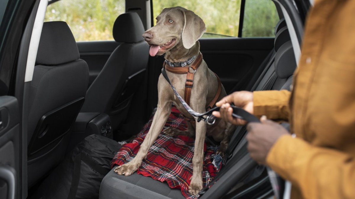 Какой хозяин такой и пес