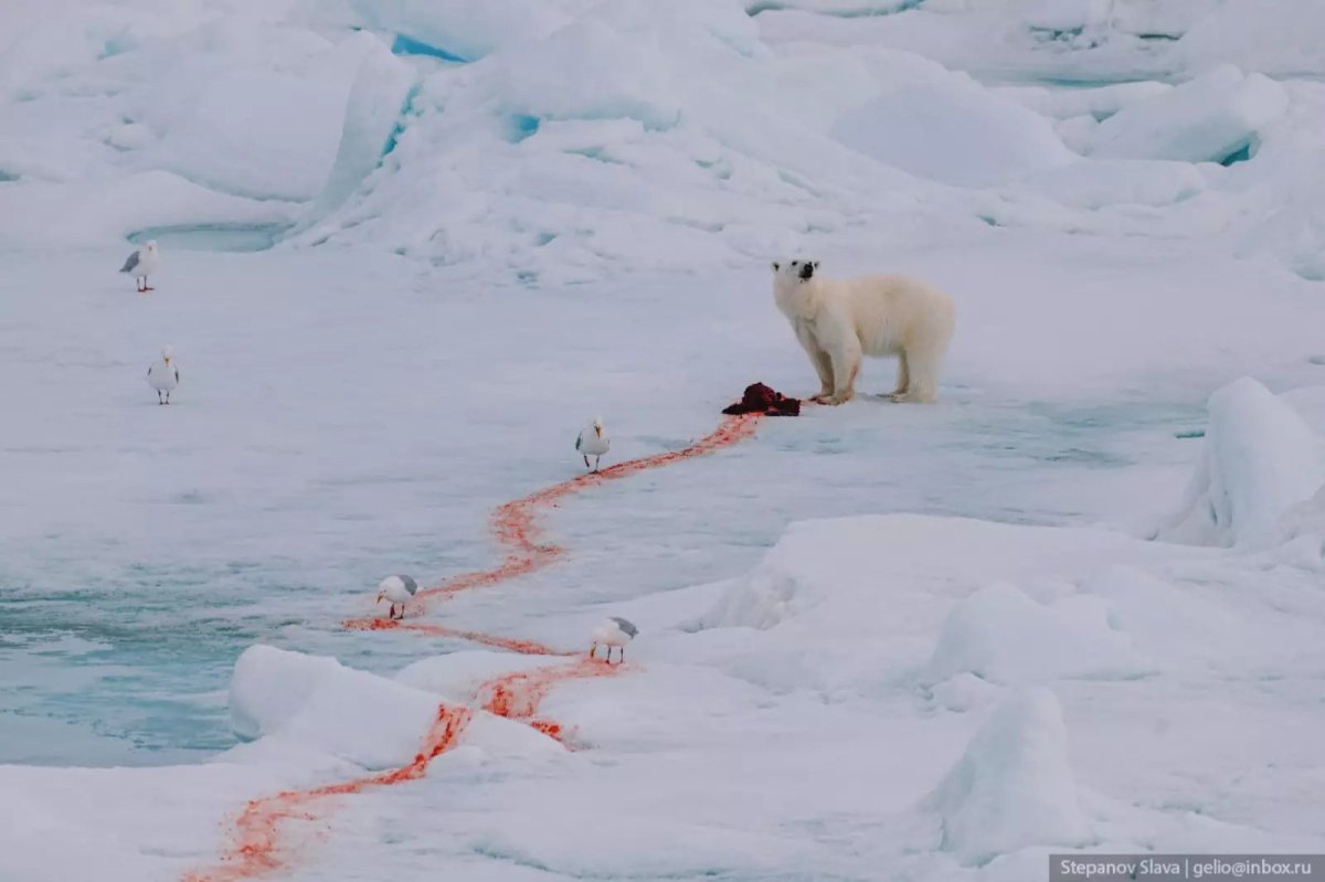 Белый медведь хозяин Арктики