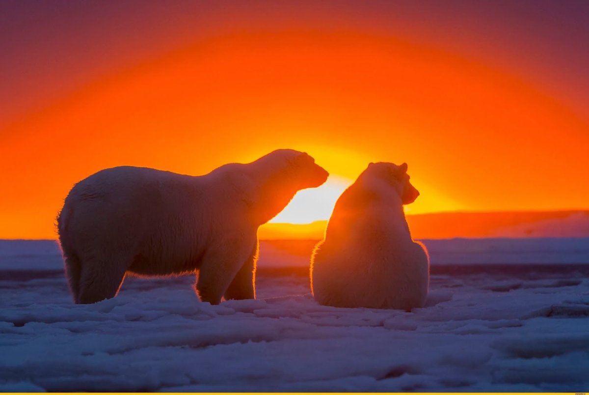 Арктика – Антарктика белый медведь