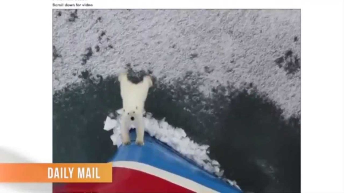 Медведи на Северном полюсе