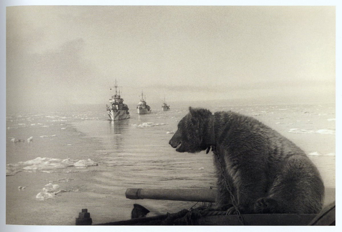 Медвежонок Маша воспитанница Краснофлотцев