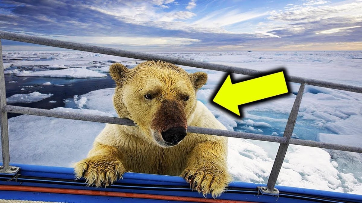 Шпицберген белые медведи