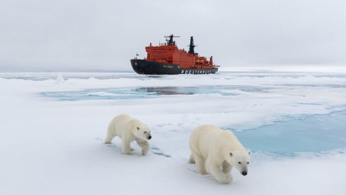 Белые медведи в Арктике