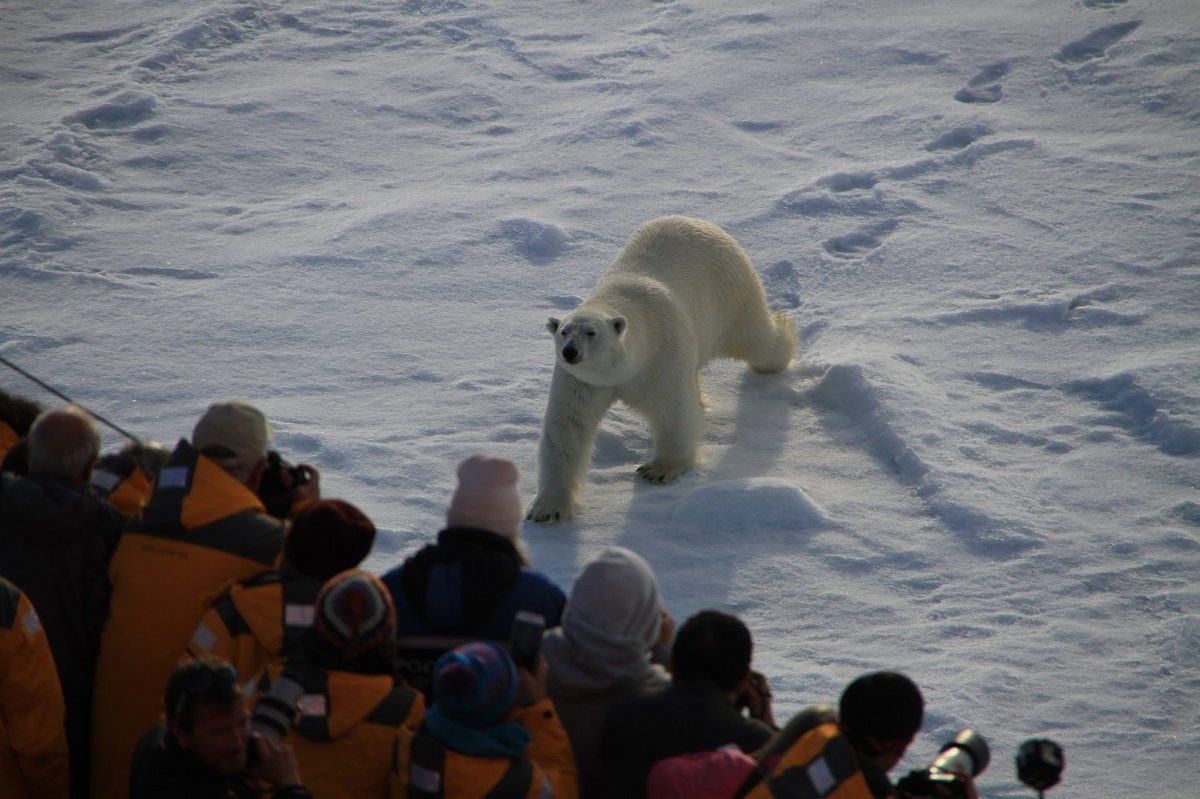 Парк русская Арктика Архангельск