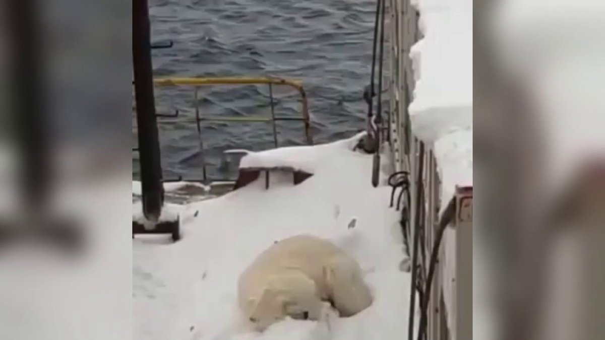 Волк Арктики судно