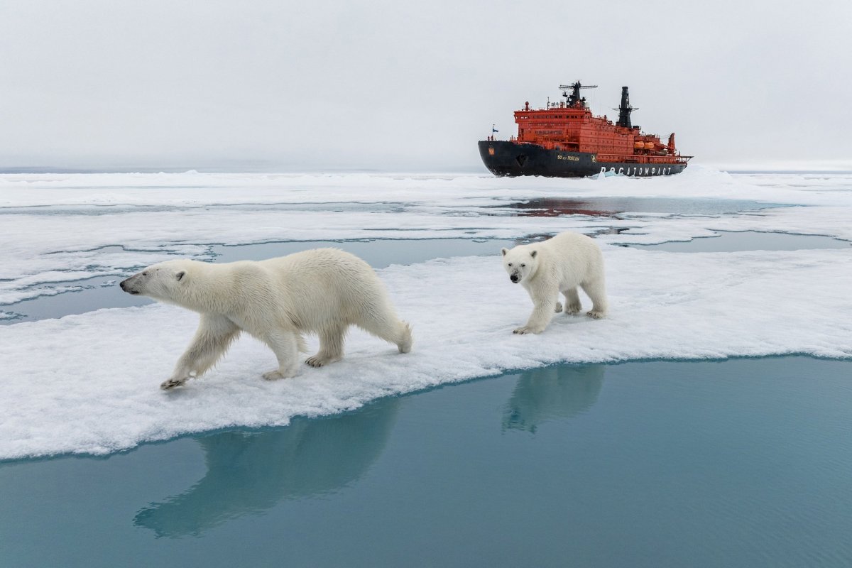 На севере Антарктида или Арктика