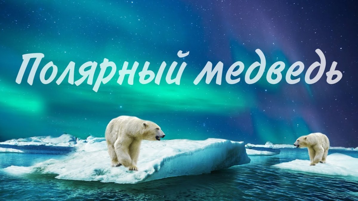 Северный полюс Северное сияние белый медведь