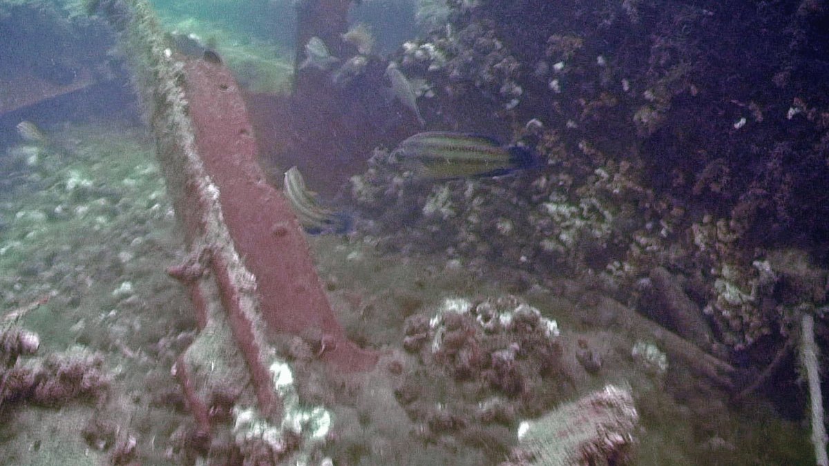 Одесский горсовет корабль Витязево