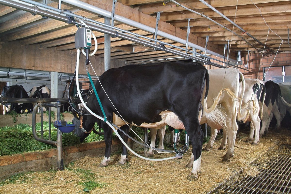 Доильный аппарат Gea для коров