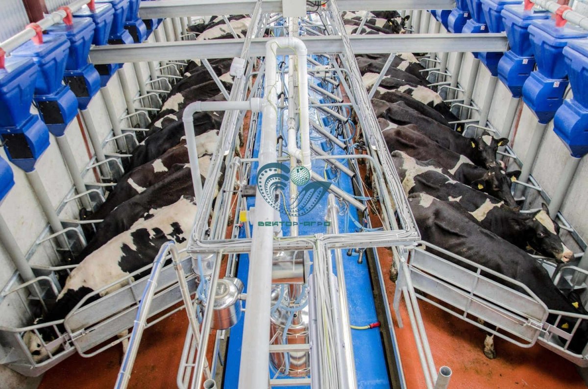 Доильный зал елочка 2х12