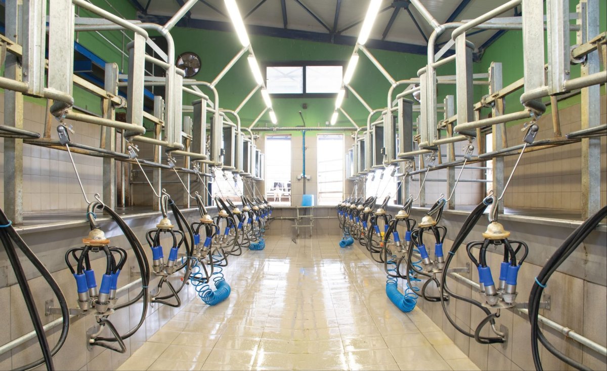 Доильный зал параллель для коз